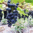 은성농장 이미지