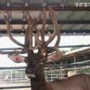 성환엘크사슴농장 이미지