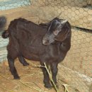 아기염소 이미지