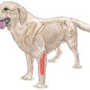 래플즈 동물병원 이미지