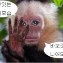 호아이보