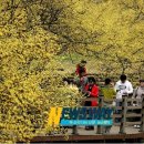 구례산수유꽃축제 1주일 연기 이미지