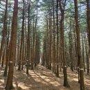 ((종료))25.7.13.(일) - 하남 검단산 잣나무숲 - (통기타 음악회) 대장 조정희 *** **** **** 이미지