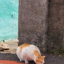 장춘중화요리 이미지