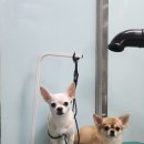 개멋 애견미용 네이버블로그