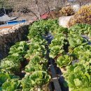 영포농장 이미지