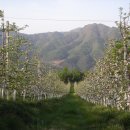 사과꽃향기 이미지