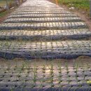 수정농장 이미지