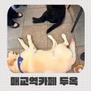 경기도 수원시 권선구 권선로596번길 33 (세류동) | 매교역 브런치카페 세류동 카페 두옥 솔직후기, 리트리버 두부와 김치가 반겨주는 곳