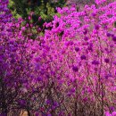 #[여수 여행] 연분홍 꽃술이 물들인 영취산 진달래...........76 이미지