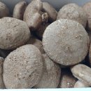 거송농장 이미지