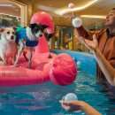 find your dog 이미지