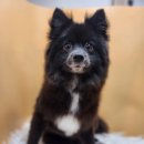 안다 동물보호소 이미지