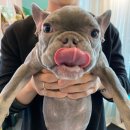 (주)코아펫 이미지