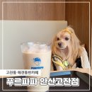 고잔동 애견동반카페 푸르파파 안산고잔점