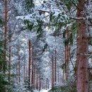 꽃이 피고 비가 내리면 이미지