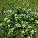Centaurea nervosa 이미지