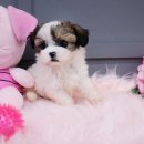 대림애견 이미지