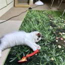 대구고양이분양 나비캣 | 초보 집사의 고양이 첫 분양 일기 (노르웨이 숲), 광주 고양이 분양 샵 미유펫, 나비캣 방문 후기