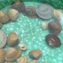 마검포태안캠핑장 - 2329 | 조개캐기 대성공 🐚 바다 앞 프라이빗 태안 캠핑장, 마검포힐링캠핑장 1박2일 후기 방출!