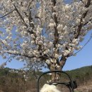 용연사주차장 | 대구 달성군 옥포 용연사 벚꽃축제 다녀온 후기 (만개 상태, 주차장, 먹거리)