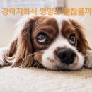 쪼꼬미앙 이미지