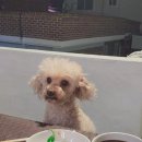 푸들민박 이미지