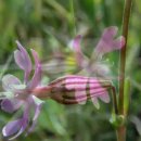 Silene colorata 이미지