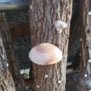 놀자네민박 이미지