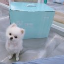 도그토피아 이미지