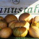 호박이넝쿨째 이미지