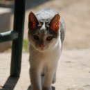 고양이세수 이미지