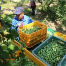 동일농원 이미지