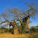 바오밥나무기타 이미지