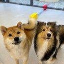 하울팟 케어클럽(분당서현점) 이미지