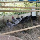 만년농장 이미지