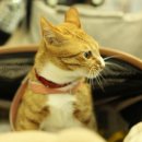 단아한펫 이미지