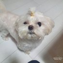 이쁘개 이동미용 이미지