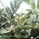 수목농장 이미지