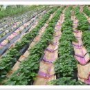 도배마을농장 이미지