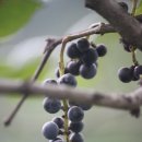 머루와 다래 이미지