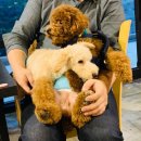 미용하고 가개 이미지