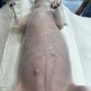 선닥터동물병원 이미지