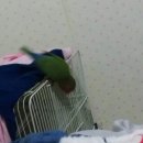 모란애