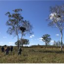 황새둥지 이미지