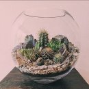 테라리움 이미지