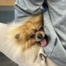 개목욕탕 | 부산 초량동 애견 셀프 목욕 - 개목욕탕
