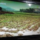 東北飯店(동북반점) | 호남성 모택동 고향인 소산(韶山)과 홍사오러우(紅燒肉) 2-1