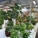 나산화원