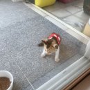 노엘동물병원 이미지